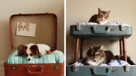 куче котка куфар