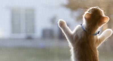 котка гледа през прозореца