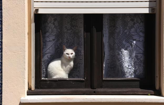 котка гледа през прозореца