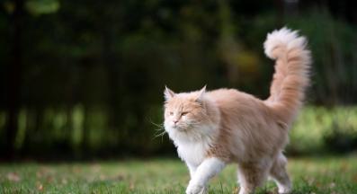 котка у дома