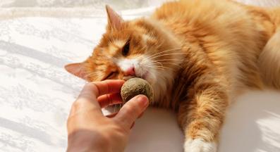 котка и котешка трева