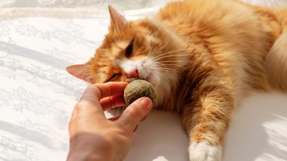 котка и котешка трева