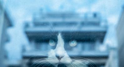 котка в близък план