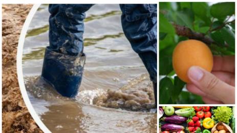 плодове и дъждове