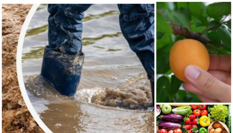 плодове и дъждове - Рекордно ниска реколта от кайсии тази година