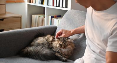 котка и стопанин у дома