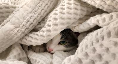 коте под одеяло