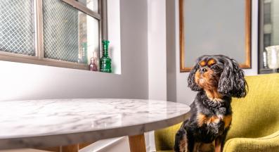 куче разходка