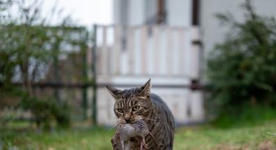 котка и плъх