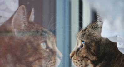 котка скучае