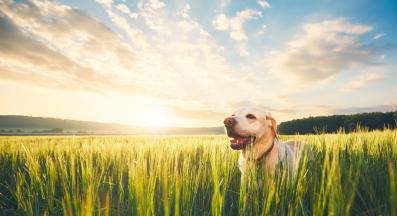 куче слънце