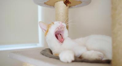 котка играе