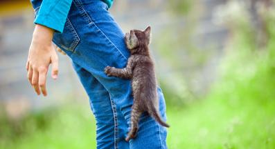 котка драска