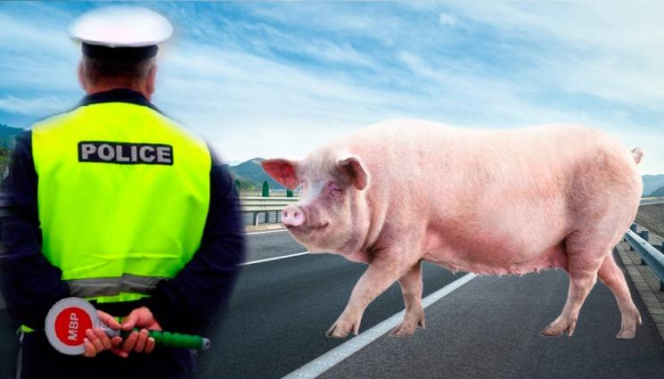 прасе полиция магистрала - СПЕЦИАЛЕН ЕСКОРТ! Полицай варди прасе на магистрала