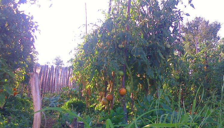 градина - Агро Телеграф: Сеем ряпа и пуклива царевица