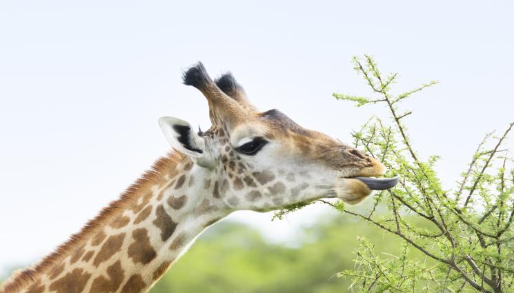 жираф - Почина един от най-възрастните жирафи