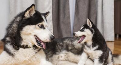 куче новородени