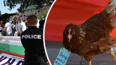 протест кокошка