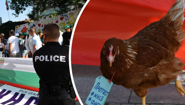 протест кокошка - ЧУДО НЕВИЖДАНО: Недоволна кокошка въстана срещу депутатите! (СНИМКИ)