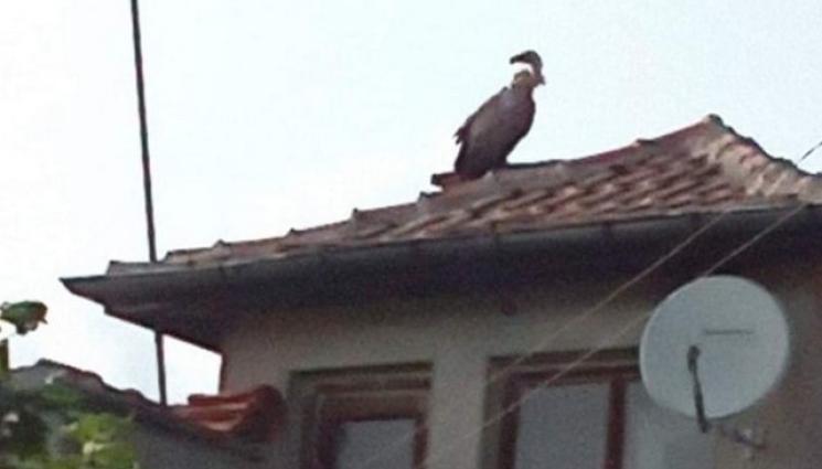 лешояд - Белоглав лешояд кацна в Габарево