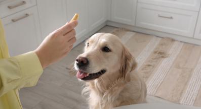 куче лакомства