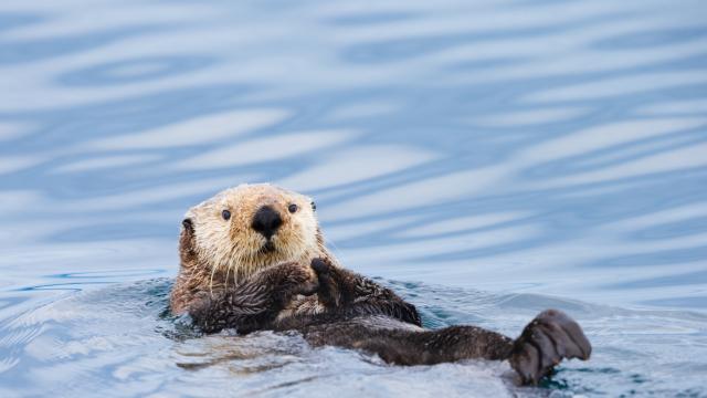 Морска видра тероризира калифорнийските сърфисти (ВИДЕО)