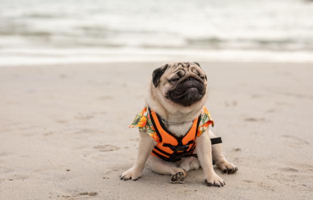 куче плаж