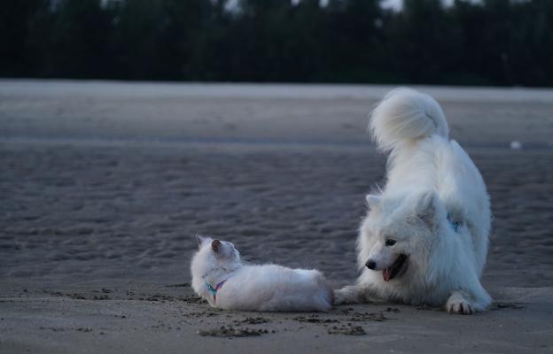 куче плаж