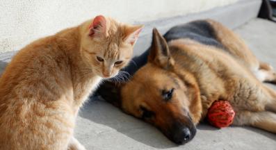 Немска овчарка котка