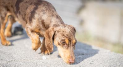 куче разходка