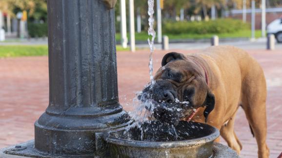 3 лесни съвета за поддържане на добрата хидратация на кучето ви това лято