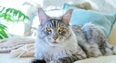 котка у дома