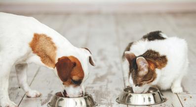 куче и котка