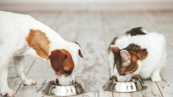 куче и котка