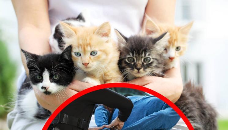 котета - ЗВЕРСКА ГЛОБА ЗА КОРАВОСЪРДЕЧИЕ: Мъж плаща шестцифрена сума за изхвърлени котета