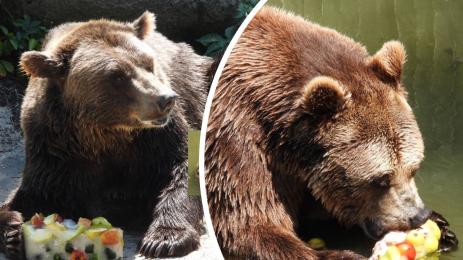 мечки сладолед