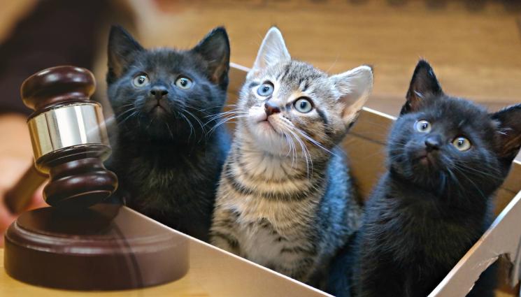 котки - БЕЗ МИЛОСТ: Глобиха жестоко пенсионер за изхвърлени котета