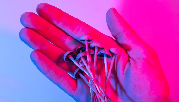 гъби - ВЕСЕЛО МЕНЮ: Финансова министърка преяде с халюциногенни гъби в ресторант