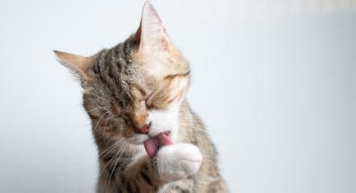 котка мие лапата си