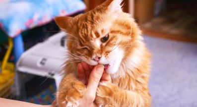 котка се храни