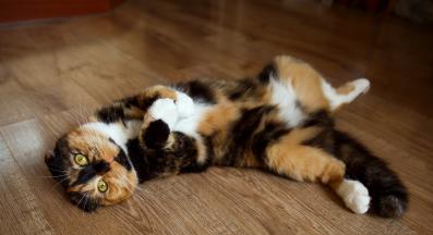 Шотландска клепоуха котка