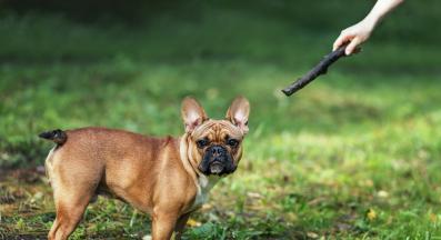 куче объркано