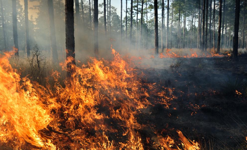 Големи горски пожари бушуват в турските окръзи Хатай, Чанаккале и
