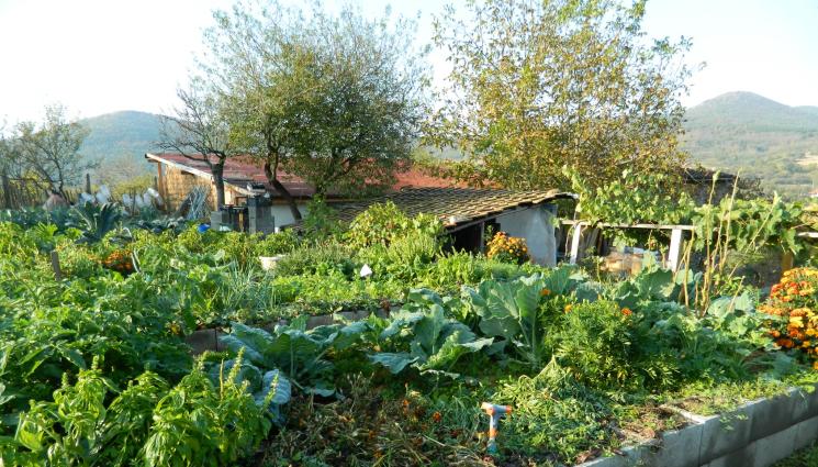 градина - Агро Телеграф: Садим късни краставици, окопаваме пипера