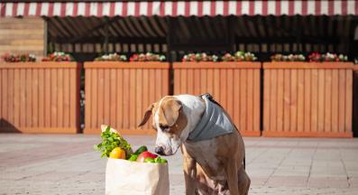 куче зеленчуци