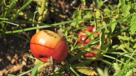 Слънчеви пригор домати