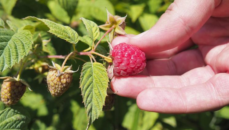 малини - Агро Телеграф: Малините стават невидими за дрозофила сузуки