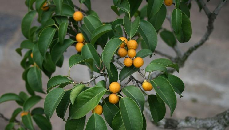 Бенджамин - Агро Телеграф: Палмата и фикусът искат влажен въздух