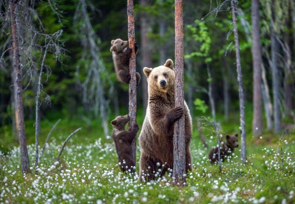 Изключително рядък природен феномен с кафява мечка е документиран с