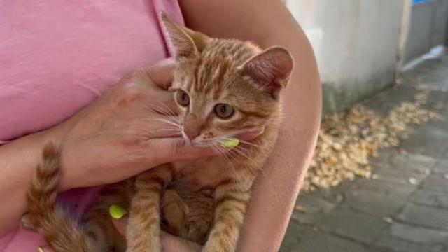 Отбелязваме Международния ден на бездомните животни